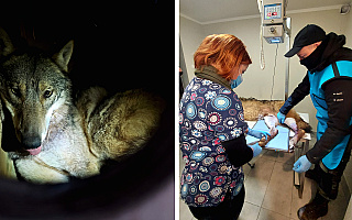 Wilk, który wpadł we wnyki w Puszczy Piskiej, trafił do ośrodka rehabilitacji i jest już po operacji